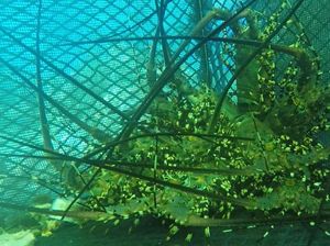 Menteri Edhy Akan Bantu Alat Selam untuk Pembudidaya Lobster di Pantura