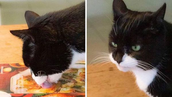 Momen Kocak Hewan-hewan Bernasib Sial