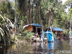 Perambahan Kawasan Hutan di Kabupaten Siak Riau Marak!