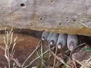 5 Fakta Seputar Dead Mans Fingers, Jamur yang Persis Jari-jari Mayat