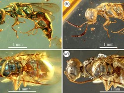 Zaman Dinosaurus Sudah Ada Tawon, Bentuknya di Luar Dugaan