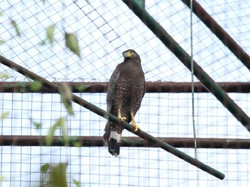 BKSDA Yogya Lepas Liarkan 4 Burung Pemangsa