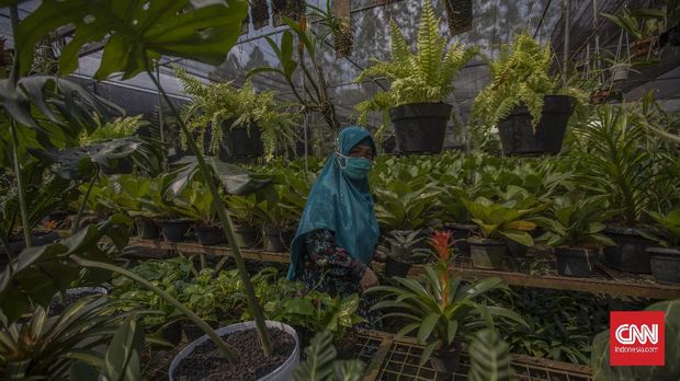 Suasana di Taman Anggrek Ragunan, Jakarta, Kamis, 9 Juli 2020. Taman Anggrek Ragunan menawarkan beragam jenis tanaman hias dengan harga mulai dari puluhan ribu hingga jutaan rupiah. CNN Indonesia/Bisma Septalisma
