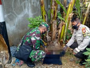 Mayat Bayi Baru Lahir Ditemukan di Bawah Pohon Pisang di Cengkareng
