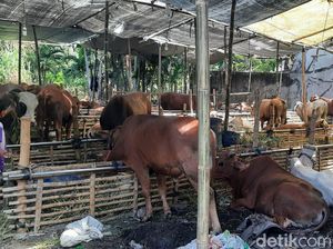 Pandemi COVID-19, MUI Jatim Imbau Panitia Kurban Tak Kumpulkan Massa