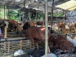Pandemi COVID-19, MUI Jatim Imbau Panitia Kurban Tak Kumpulkan Massa