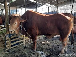 MUI Bolehkan Daging Qurban Disalurkan dalam Bentuk Olahan