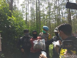 Polisi Ungkap 1 Hektare Ladang Ganja di Perbukitan Bandung