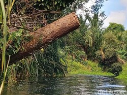 Polri: Perusahaan Illegal Logging di Kalteng Jual Kayu ke Surabaya