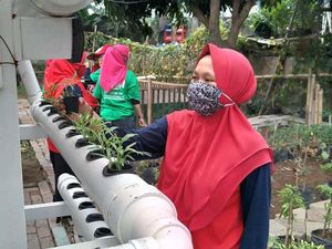 Urban Farming Menggeliat di Tengah Pandemi Urban Farming Menggeliat di Tengah Pandemi