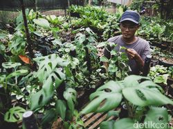 Fakta Ilmiah Tanaman Hias Janda Bolong yang Dihargai Selangit