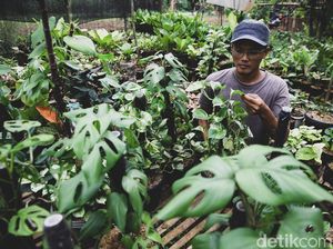 Fakta Ilmiah Tanaman Hias Janda Bolong yang Dihargai Selangit Fakta Ilmiah Tanaman Hias Janda Bolong yang Dihargai Selangit