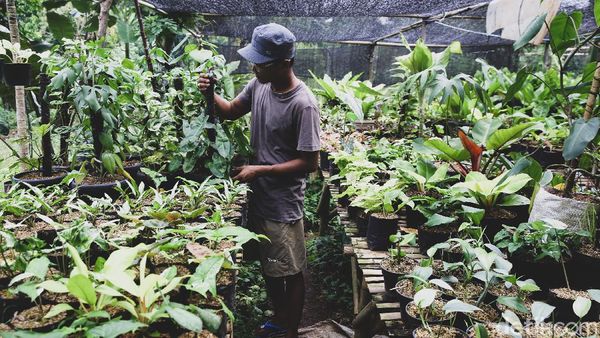 Budidaya Tanaman Hias Kian Digandrungi