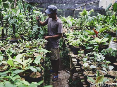 Budidaya Tanaman Hias Kian Digandrungi