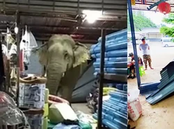 Waduh! Ketagihan Durian, Gajah Ini Terobos Toko Sampai Dua Kali