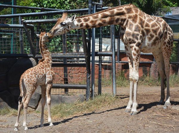 Melihat Tingkah Kindi, Si Bayi Jerapah yang Bikin Gemas