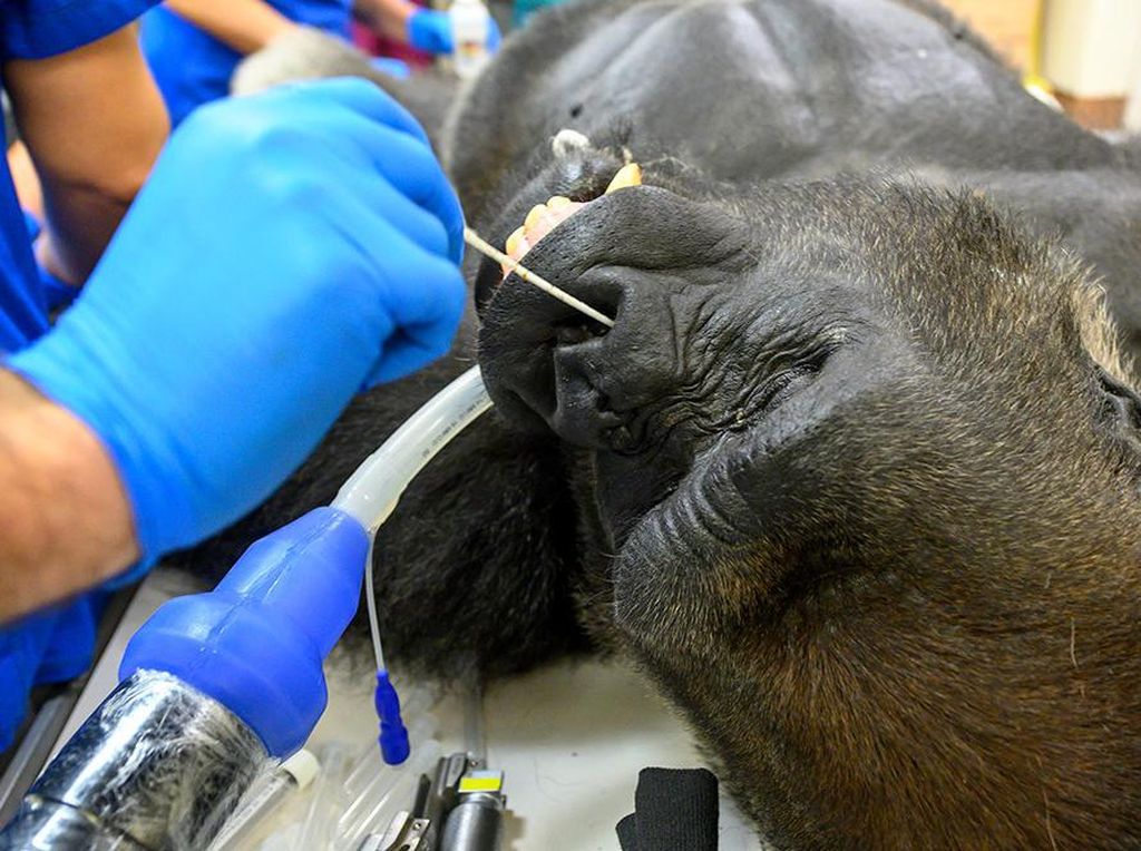 Potret Shango, Gorila yang Dites Swab di Miami Potret Shango, Gorila yang Dites Swab di Miami