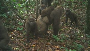 Gorila Langka Ini Ditemukan Sambil Gendong Bayi Lho
