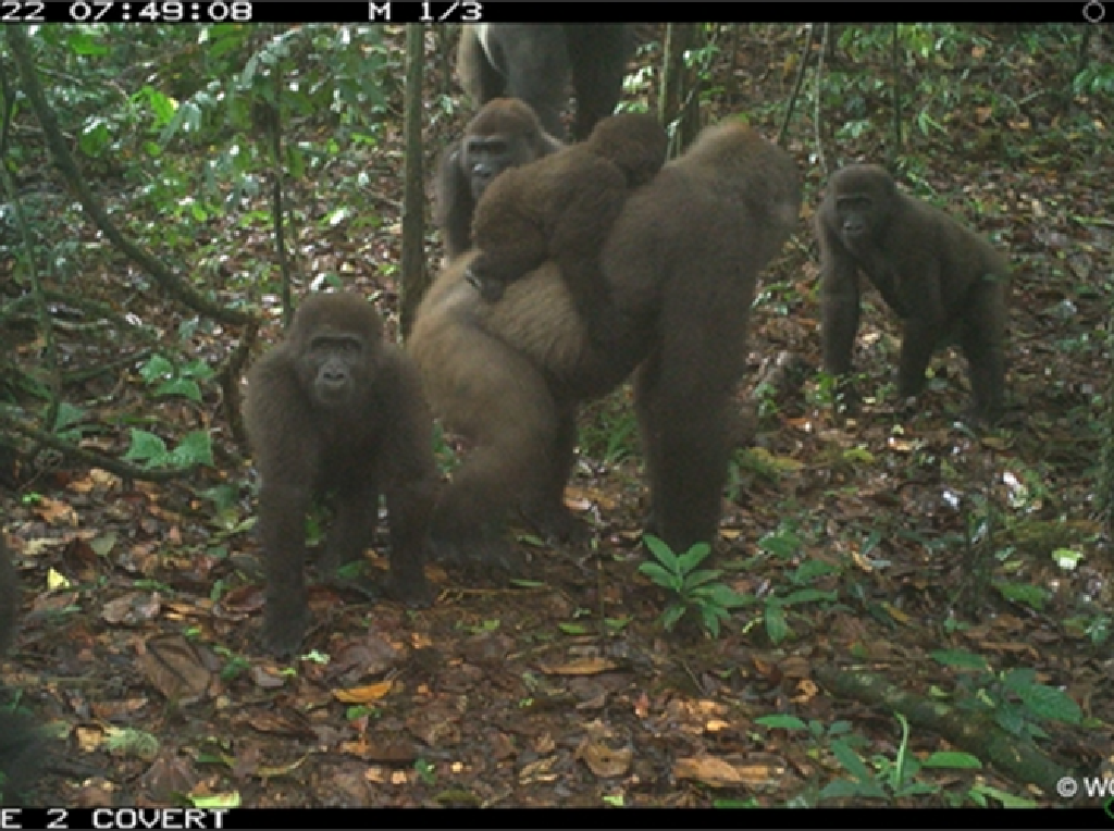 Gorila Langka Ini Ditemukan Sambil Gendong Bayi Lho