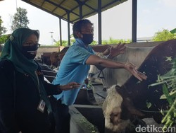 4 Protokol Ini Wajib Dipatuhi Pedagang dan Tempat Potong Hewan Kurban di Jatim