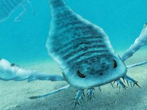 Kalajengking Purba Pernah Kuasai Lautan Kalajengking Purba Pernah Kuasai Lautan