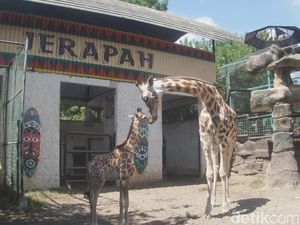 Kindi, Anak Jerapah yang Lahir Saat Pandemi Corona