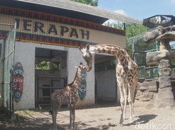 Kindi, Anak Jerapah yang Lahir Saat Pandemi Corona