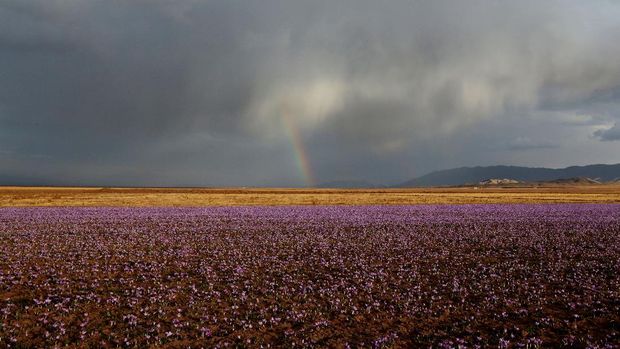 Saffron flowers are seen at a field in Khorasan province of northeastern Iran on November 11, 2018. - The delicate purple leaves of the Crocus sativus plant hold just three or four of the even more delicate red stamen, better known as saffron, that sprouts for just 10 days a year. These tiny filaments are currently selling in local markets for 90 million rials per kilo -- about $700 on Iran's volatile exchanges -- and perhaps four times higher abroad. (Photo by ATTA KENARE / AFP)
