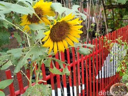 Melihat Cantiknya Kebun Cengek di Bulak Banjar Pangandaran