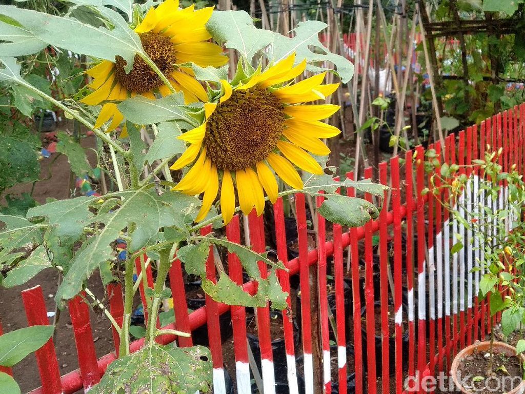 Foto: Kebun Cengek Pangandaran, Pedas tapi Cantik Foto: Kebun Cengek Pangandaran, Pedas tapi Cantik