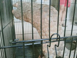 Ditemukan Warga di Sungai Lereng Merapi, Seekor Trenggiling Dievakuasi