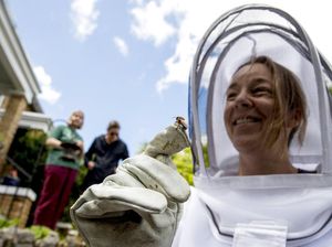 Pemburu Lebah di Kolumbia Siaga Penuh di Masa Pandemi, Ada Apa?