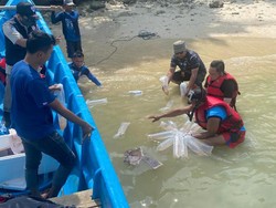 Bareskrim Gagalkan Rencana Pengiriman Ilegal 73.200 Benih Lobster ke Singapura