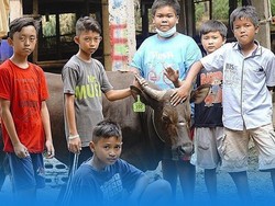 Keren! 28 Bocah Ini Patungan Beli 4 Ekor Sapi Kurban