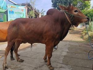 28 Bocah Patungan Beli Sapi Kurban dan Racikan Mie Instan ala Chef 28 Bocah Patungan Beli Sapi Kurban dan Racikan Mie Instan ala Chef