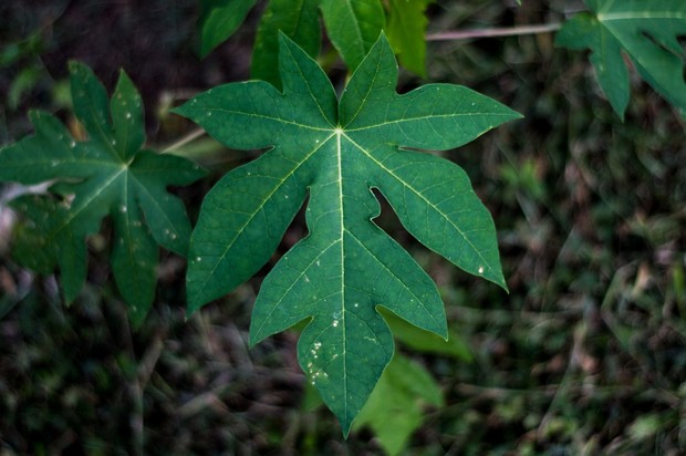 Meski pahit kandungan gizi dalam daun pepaya cukup tinggi