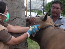 Antisipasi Antraks, Hewan Kurban di Gorontalo Dicek Kesehatannya