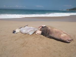 Hiu Mati Terdampar di Pacitan, Warga Ambil Dagingnya hingga Tinggal Kepala Hiu Mati Terdampar di Pacitan, Warga Ambil Dagingnya hingga Tinggal Kepala