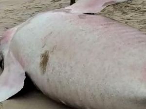 Beredar Video Hiu Tutul Terdampar di Pantai Pacitan