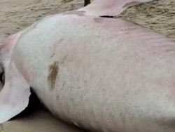 Beredar Video Hiu Tutul Terdampar di Pantai Pacitan