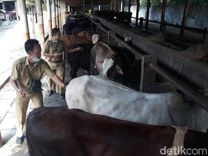 Ratusan Hewan Kurban Blitar Dikirim ke Luar Daerah Jelang Idul Adha