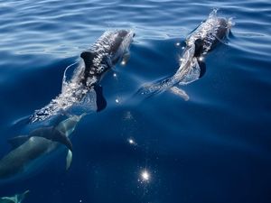 Usai Sudah Masa Liburan Paus dan Lumba-lumba