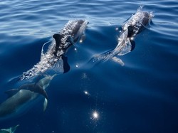 Usai Sudah Masa Liburan Paus dan Lumba-lumba