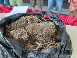 Ada Anak Pejabat di Balik Terungkapnya Jaringan Pengedar 2,4 Kg Ganja