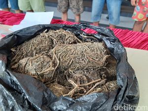 Ada Anak Pejabat di Balik Terungkapnya Jaringan Pengedar 2,4 Kg Ganja Ada Anak Pejabat di Balik Terungkapnya Jaringan Pengedar 2,4 Kg Ganja