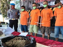 Polisi Tangkap 4 Pengedar di Sleman, Ganja Seberat 2,4 Kg Disita