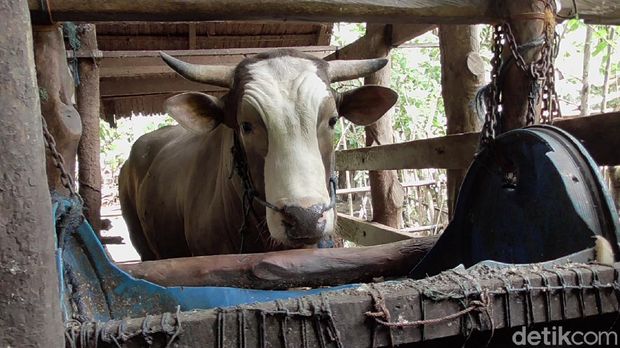 Puang Tedong, calon sapi kurban warga Polman, Sulbar, yang akan dibeli Presiden Jokowi untuk Idul Adha 1441 H (Abdy Febriadi/detikcom)