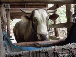 Sapi Kurban Jokowi di Polman Diberi Karpet dan Diawasi Selalu