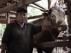 Jokowi Kurban 2 Sapi Limosin di Solo