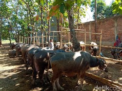 Pedagang Hewan Kurban di Kudus Kurangi Stok Selama Pandemi